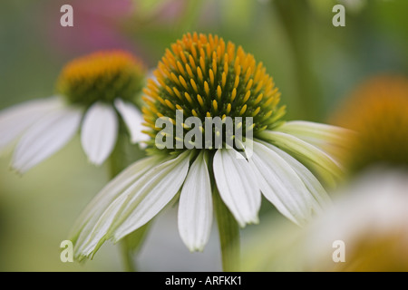 östlichen Sonnenhut (Echinacea Purpurea), weiße form Stockfoto