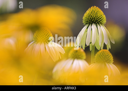 östlichen Sonnenhut (Echinacea Purpurea), weiße Form mit gelben Vordergrund Stockfoto