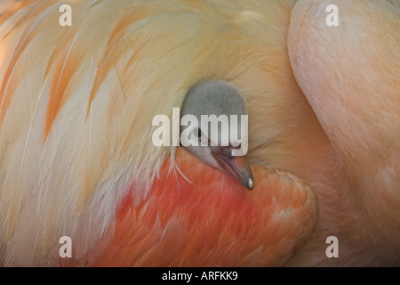 Chilenische Flamingo (Phoenicopterus Chilensis), Küken unter einem Flügel eines Erwachsenen, Deutschland Stockfoto