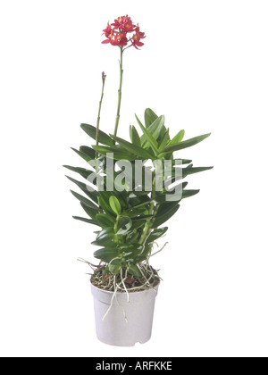 Epidendrum Ibaguense (Epidendrum Ibaguense, Epidendrum Radicans), Topfpflanze Stockfoto