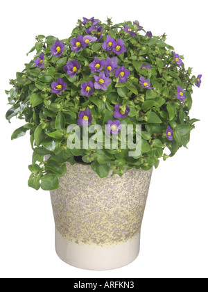 Persische violett, Deutsch violett, Tiddly Twinks (Exacum affine), Topfpflanze Stockfoto