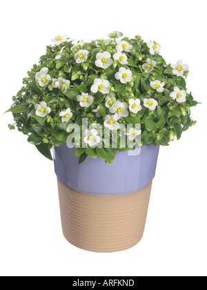 Persische violett, Deutsch violett, Tiddly Twinks (Exacum affine), Topfpflanzen, weiße Blüte Pflanzenform Stockfoto