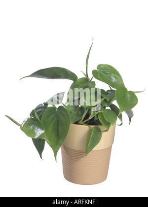 Hartleaf Philodendron (Philodendron Scandens), Topfpflanze Stockfoto