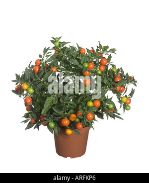 Korallenstrauch (Solanum Pseudo-Capsicum, Solanum Pseudocapsicum) Topfpflanze Stockfoto