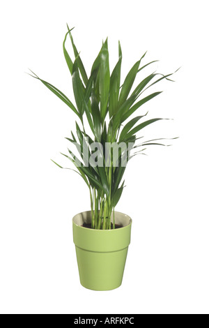 Schmetterling, Palm, Madagaskar-Palme, Areca Palme (Chrysalidocarpus Lutescens, Areca Lutescens), Topfpflanze Stockfoto