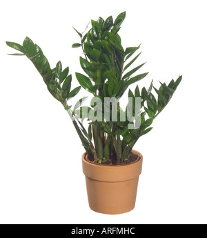 Aroid Palm, Farn Palm, saftigen Philodendron, Golden Tree, Sansibar Gem (Zamioculcas Zamiifolia), Topfpflanze Stockfoto