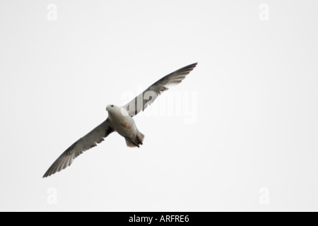 FULMAR Fulmarus Cyclopoida im Flug gegen a White Sky Stockfoto