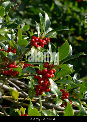 Gemeinsame Stechpalme (Ilex Aquifolium) Stockfoto