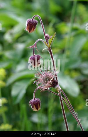 Avens Wasserblumen und Saatgut Kopf Stockfoto