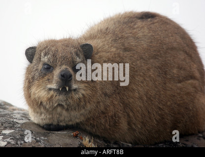 Rock Hyrax oder Dassie - die vermutlich eine gemeinsame Abstammung mit dem Elefanten hatten - auf dem Gipfel des Tafelbergs über Kapstadt Südafrika Stockfoto