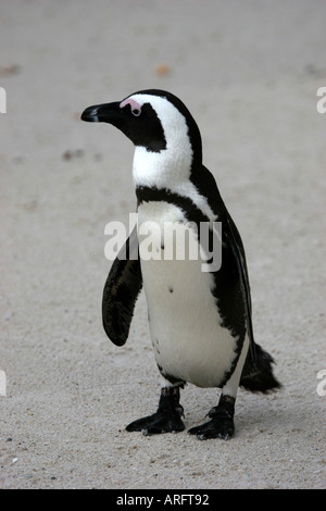 Afrikanische Pinguin am Boulders Beach Kap-Halbinsel in Südafrika Stockfoto