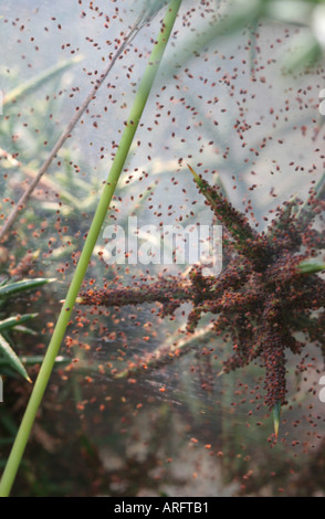 Ginster Strauch mit starker Befall der Spinnmilbe Stockfoto