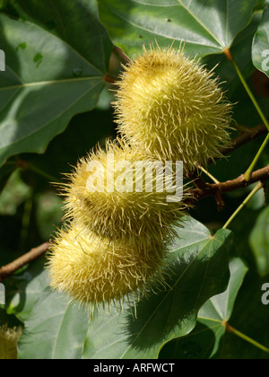 Annatto (bixa Orellana) Stockfoto