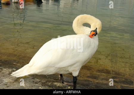 Der Schwan Station Toilette Stockfoto