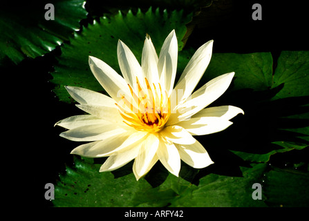 Bali Indonesien Indonesisch Südosten Insel Bali asiatische Asiaten orientalische Orient Stockfoto