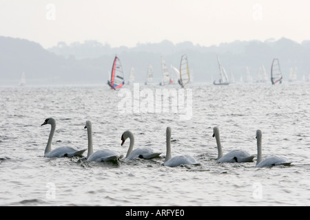 Schwäne und Windsurfen Stockfoto