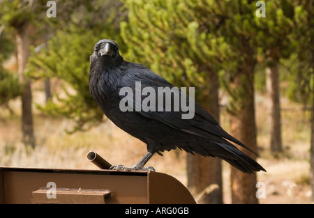 Kolkrabe, Corvus Coraxat, Sheepeater Cliff, Yellowstone-Nationalpark, Wyoming, USA Stockfoto