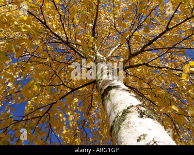 Europäische Birke (Betula pendula) Stockfoto