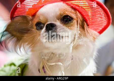 Pekinese Hund tragen Sommerhut Stockfoto