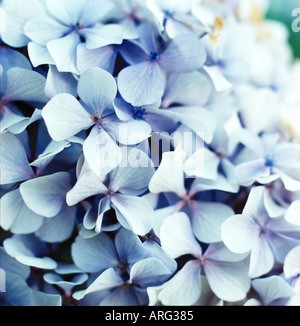 Hydrangea Paniculata Grandiflora Stockfoto