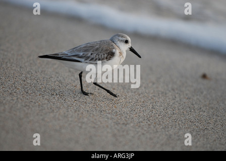Sandpiper am Strand Stockfoto