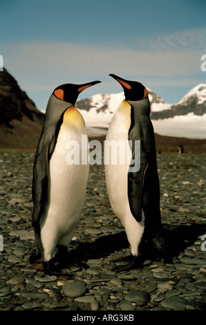 Zwei Königspinguine (Aptenodytes patagonicus) stehen hoch vor Bergen, der Salisbury-Ebene, der Bucht der Inseln, Südgeorgien, der Subantarktis Stockfoto