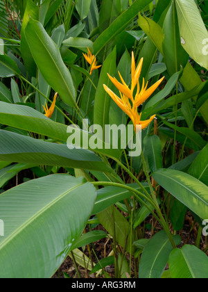 Heliconia Psittacorum x spathocircinata 'Golden Torch' Stockfoto