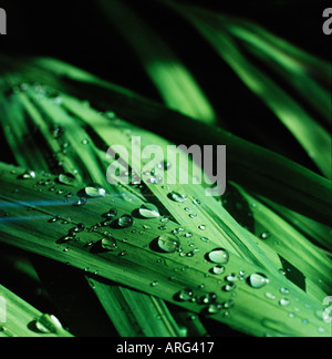 grüne Grashalme in Wassertropfen bedeckt Stockfoto
