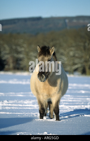 Tarpan Pferde im Schnee Stockfoto