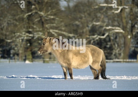 Tarpan Pferde im Schnee Stockfoto