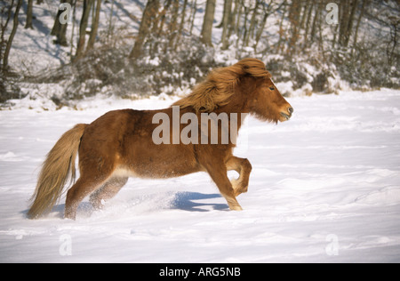 Islandpferd quer durch ein schneebedecktes Feld Stockfoto
