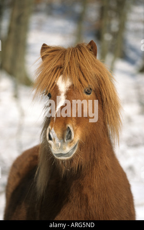 Porträt eines isländischen Pferdes im winter Stockfoto