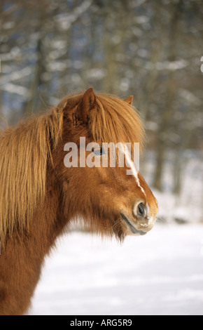 Porträt eines isländischen Pferdes im winter Stockfoto