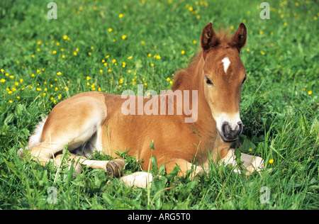 Ruhen in einem Feld Lewitzer Pony Fohlen Stockfoto