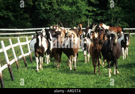 Gruppe der Lewitzer Pferde in einem Feld Stockfoto