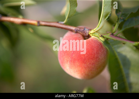 Pfirsichbaum Stockfoto