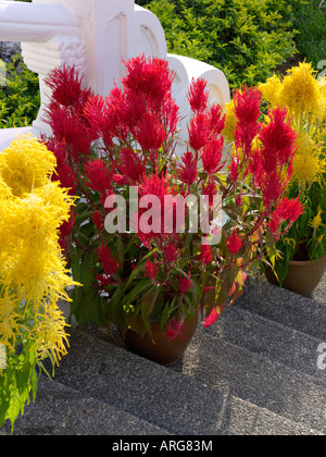 Hahnenkamm (Celosia argentea var. plumosa) Stockfoto