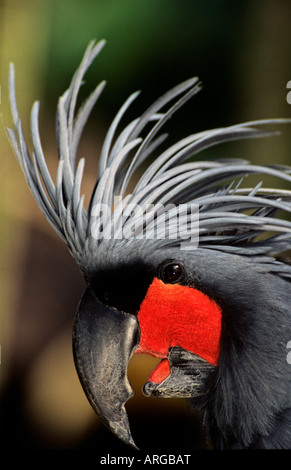 Schwarze Palme Cockatoo Closeup im Bali Bird park Stockfoto