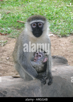 Vervet Affen mit Baby in Entebbe, Uganda Stockfoto