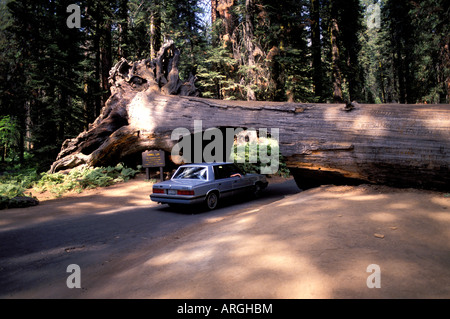 CA California Sequoia Kings Canyon National Park Western USA uns Amerika Auto fahren durch Baumstamm große Bäume Stockfoto