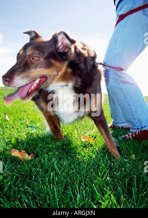 Hund und Besitzer in der Leine verheddern Stockfoto