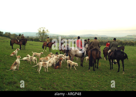 Jagen Sie die Cotswolds Gloucestershire England früh treffen Stockfoto