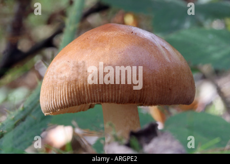 Tawny Grisette (Amanita Fulva) Kappe Stockfoto