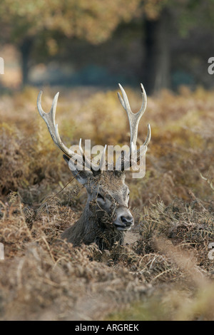 Rothirsch Hirsch Cervus Elaphus mit Adlerfarn auf Geweih während der Brunft Stockfoto