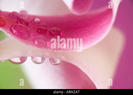 Nahaufnahme von Wassertropfen auf eine Tulpen-Magnolie Stockfoto