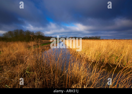 Ein Blick auf Upton Fen Nature Reserve an einem Wintermorgen in den Norfolk Broads Stockfoto