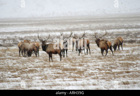 Herde von Bull Elk in einem Schneesturm in Jackson Hole, Wyoming, USA Stockfoto