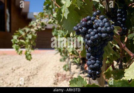 Haufen von Trauben am Rebstock in der Kellerei Ysios in La Rioja, Spanien. Von Santiago Calatrava entworfen Stockfoto