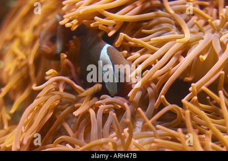 Clownfisch "Nemo" in anemone Stockfoto