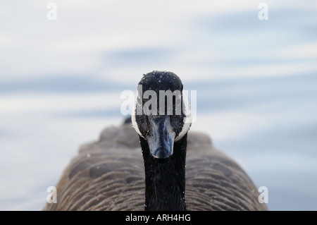 Porträt einer Kanadagans Square Stockfoto